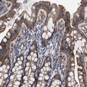 Anti-USP4 antibody produced in rabbit 