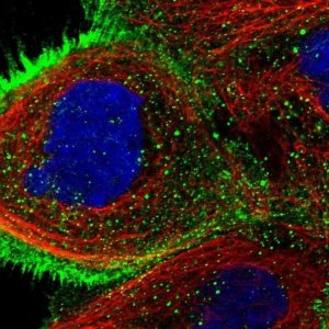 Anti-USP4 antibody produced in rabbit 