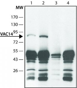 Anti-VAC14 (C-terminal) antibody produced in rabbit 