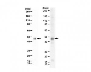Anti-Vaccinia related kinase-1 Antibody, C-Terminus 