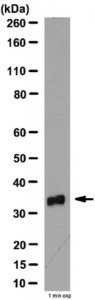 Anti-VDAC Antibody 