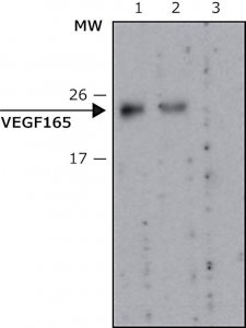 Anti-VEGF165 antibody, Mouse monoclonal 
