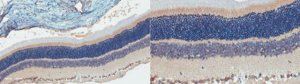 Anti-Versican Antibody, Alpha Domain 