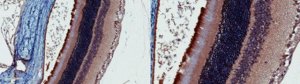Anti-Versican Antibody, Beta Domain 