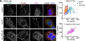 Anti-Vinculin antibody, Mouse monoclonal 