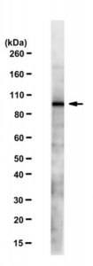 Anti-VMAT1 Antibody, clone N440 21 