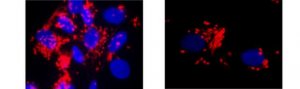 Anti-von Willebrand factor (vWF) Antibody, clone IIIE2.34 