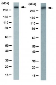 Anti-von Willebrand factor (vWF) Antibody, clone IIIE2.34 