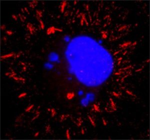 Anti-VSV Glycoprotein antibody, Mouse monoclonal 
