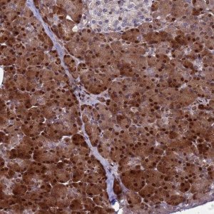 Anti-WBP11 antibody produced in rabbit 