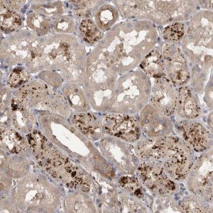 Anti-WDR47 antibody produced in rabbit 