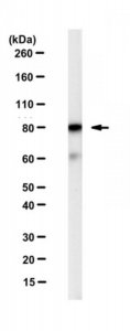Anti-XRCC5 (Ku86) Antibody, clone N9C1 