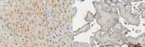 Anti-YAP Antibody, clone 8G5 
