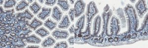 Anti-YAP Antibody, clone 8G5 