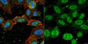 Anti-YL-1 Antibody, clone EX-1Y32 