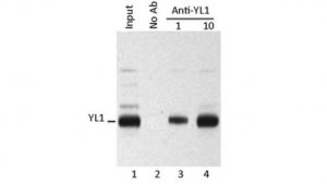 Anti-YL-1 Antibody, clone EX-1Y32 