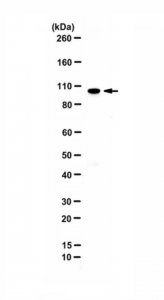 Anti-ZBTB4 (KAISO-L1) 