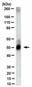 Anti-Zika virus Antibody, clone ZV-13 