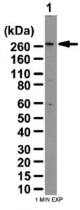 Anti-ZO-1 Antibody 