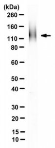 Anti-ZP-2 Antibody, clone IE-3 