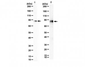 Anti-Zyxin 