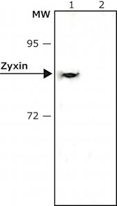 Anti-Zyxin antibody, Mouse monoclonal 
