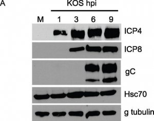 Monoclonal Anti--Tubulin antibody produced in mouse 