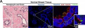 Monoclonal Anti--Tubulin antibody produced in mouse 