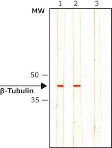 Monoclonal Anti--Tubulin I+II antibody produced in mouse 