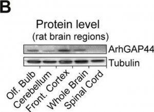 Monoclonal Anti--Tubulin III (neuronal) antibody produced in mouse 