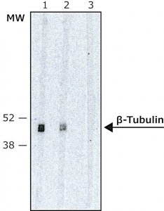 Monoclonal Anti--Tubulin Isotype III antibody produced in mouse 