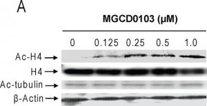 Monoclonal Anti-Acetylated Tubulin antibody produced in mouse 
