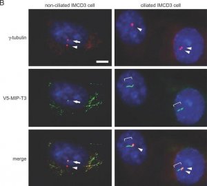 Monoclonal Anti-Acetylated Tubulin antibody produced in mouse 