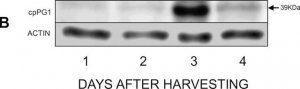 Monoclonal Anti-Actin (plant) antibody produced in mouse 