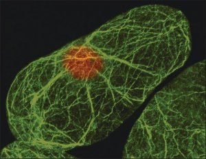 Monoclonal Anti-Actin (plant) antibody produced in mouse 