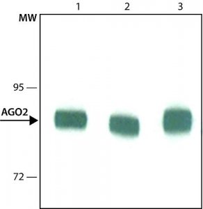 Monoclonal Anti-AGO2 antibody produced in rat 