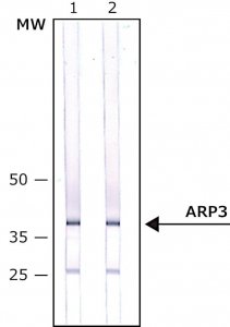 Monoclonal Anti-ARP3 antibody produced in mouse 