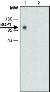 Monoclonal Anti-BOP1 antibody produced in rat 