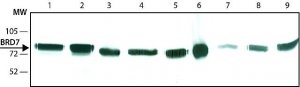 Monoclonal Anti-BRD7 antibody produced in rat 