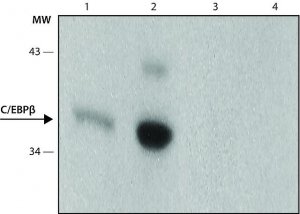 Monoclonal Anti-C/EBP antibody produced in rat 