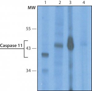 Monoclonal Anti-Caspase 11 antibody produced in rat 