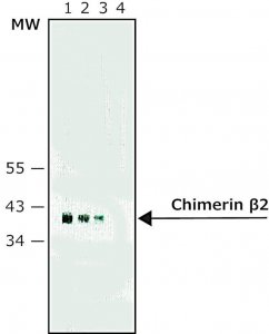 Monoclonal Anti-Chimerin 2 antibody produced in rat 