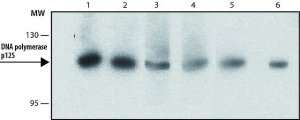 Monoclonal Anti-DNA polymerase p125 antibody produced in rat 