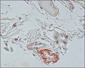 Monoclonal Anti-Elastin antibody produced in mouse 