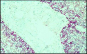 Monoclonal Anti-Epidermal Growth Factor Receptor antibody produced in mouse 