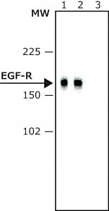 Monoclonal Anti-Epidermal Growth Factor Receptor antibody produced in mouse 