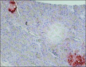 Monoclonal Anti-Glucagon antibody produced in mouse 