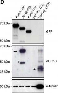 Monoclonal Anti-Green Fluorescent Protein (GFP) antibody produced in mouse 