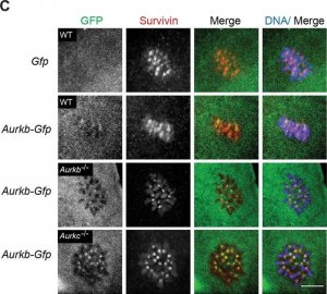 Monoclonal Anti-Green Fluorescent Protein (GFP) antibody produced in mouse 