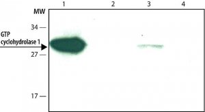 Monoclonal Anti-GTP cyclohydrolase I antibody produced in rat 